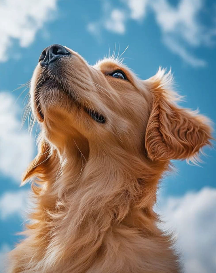 Hundetraining