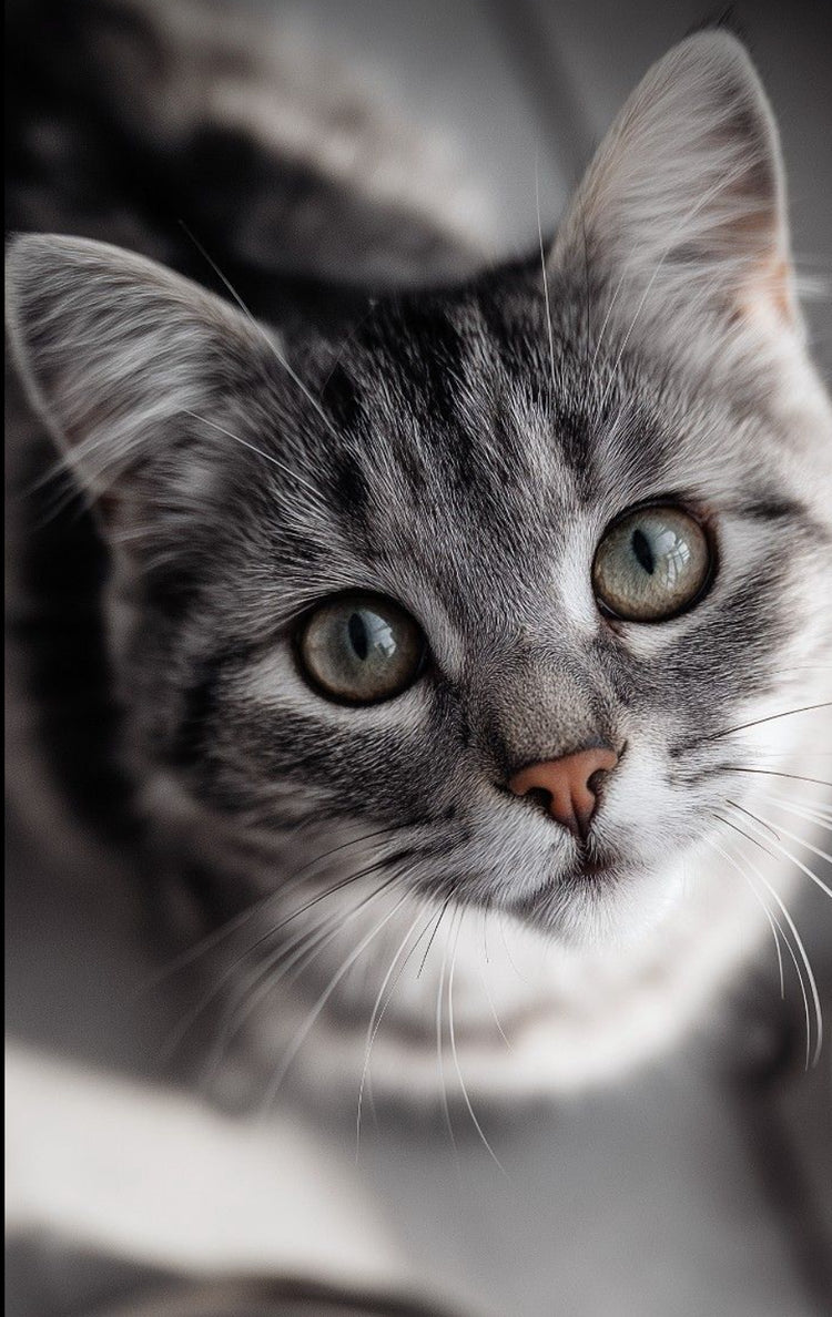 Spielen-Unterhaltung-Katze Yousef